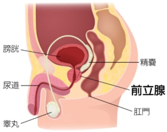 【急募】 前立腺ってどこにあるんだよぉ！！