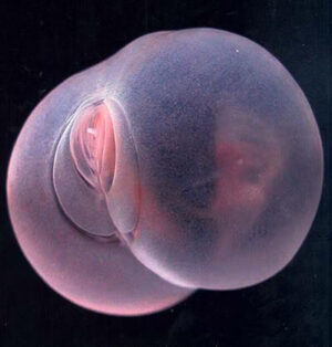 【画像】 オナホみたいな深海生物見つけた